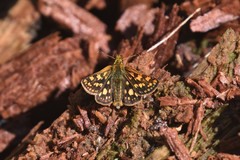 Carterocephalus skada