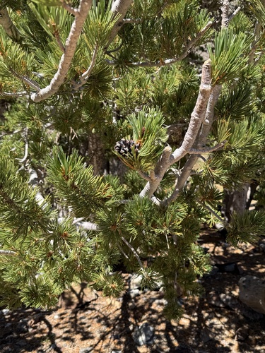 Pinus albicaulis, photograph 4