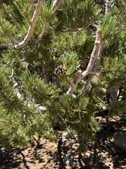 Pinus albicaulis, photograph (c) Brooke Smith, some rights reserved (CC BY)