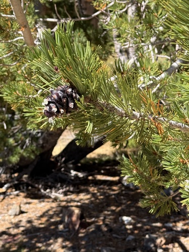Pinus albicaulis, photograph 5