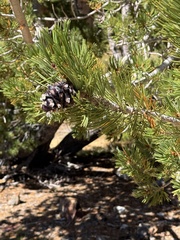 Pinus albicaulis, photograph (c) Brooke Smith, some rights reserved (CC BY)