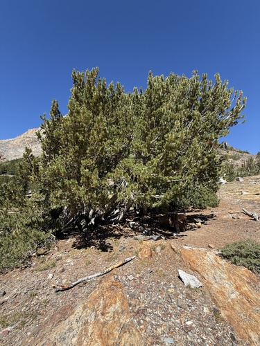 Pinus albicaulis, photograph 2