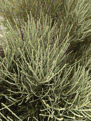 Cytisus oromediterraneus, photograph 6