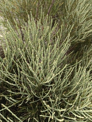 Cytisus oromediterraneus, photograph (c) Andrés Romero Bravo, some rights reserved (CC BY)