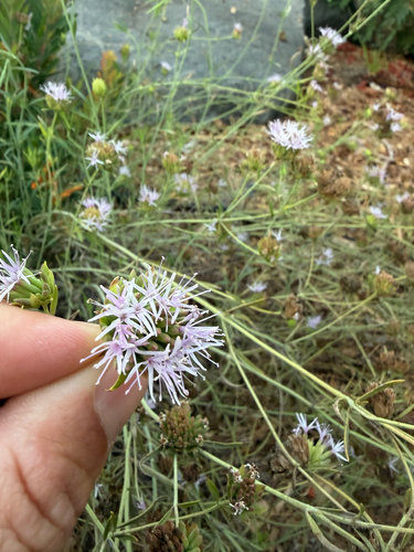 Monardella linoides observed 2026-08-16