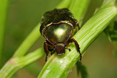 Protaetia cuprea