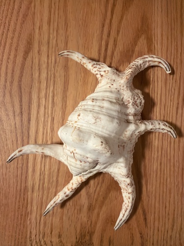 Lambis chiragra observed 2026-08-30