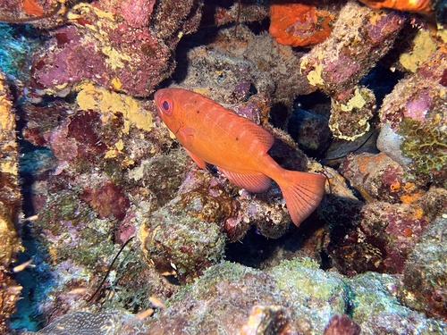 Heteropriacanthus cruentatus observed 2026-08-19