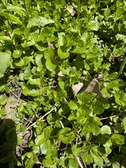 Lysimachia nummularia
