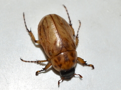Cyclocephala lunulata