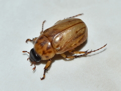 Cyclocephala lunulata