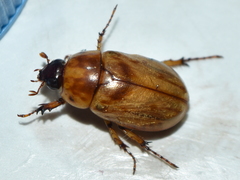 Cyclocephala lunulata