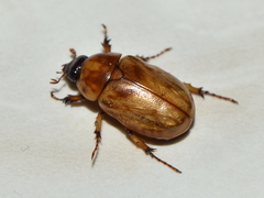 Cyclocephala lunulata