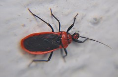 Rhiginia cinctiventris