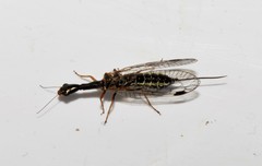 Raphidia mysia