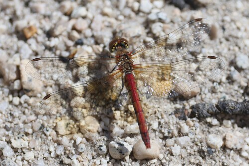iNaturalist observation photo of Meadowhawks