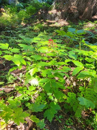 red baneberry