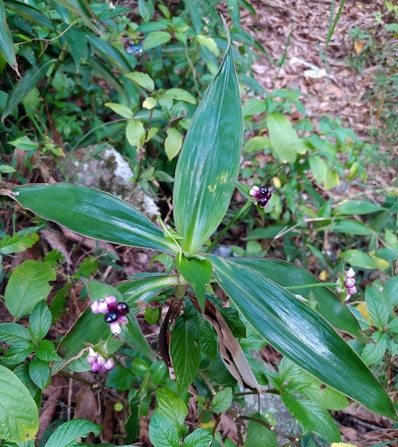 Tradescantia zanonia, photograph 3