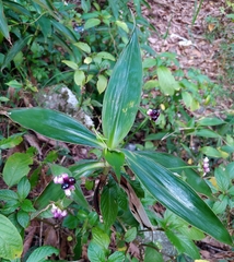 Tradescantia zanonia, photograph (c) Laurimar Sepulveda, some rights reserved (CC BY)
