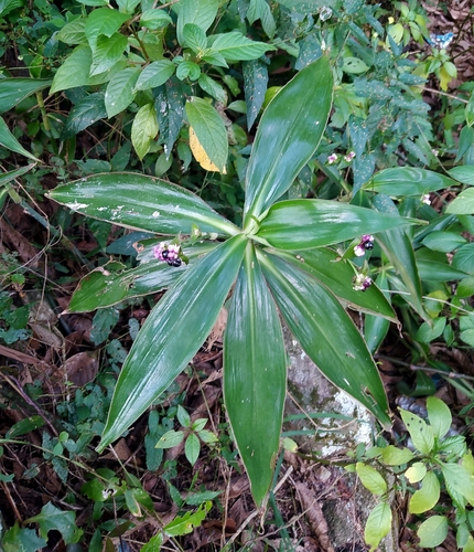 Tradescantia zanonia, photograph 4