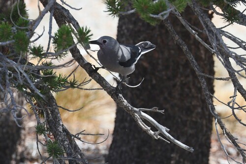 iNaturalist observation photo of Clark's Nutcracker