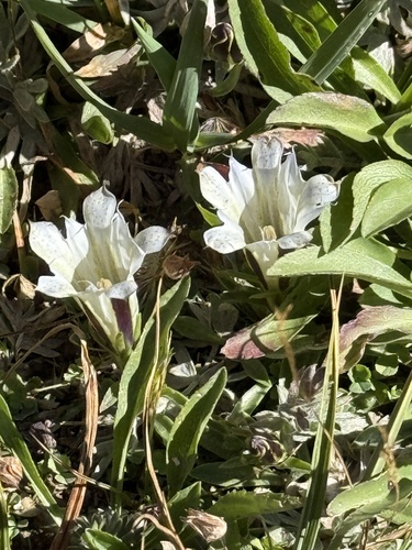 Gentiana newberryi, photograph 3