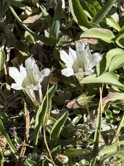 Gentiana newberryi, photograph (c) Brooke Smith, some rights reserved (CC BY)