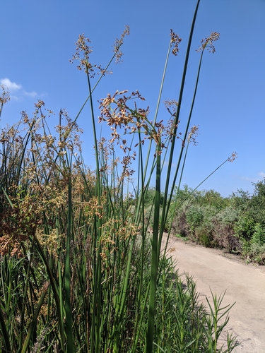 iNaturalist observation photo of California bulrush