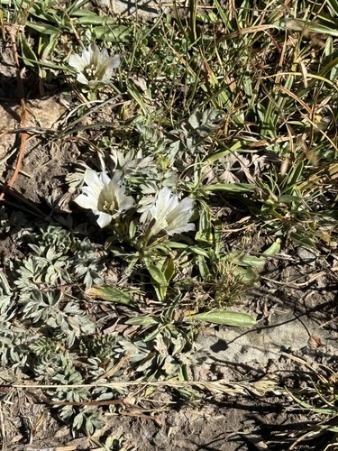 Gentiana newberryi, photograph 4