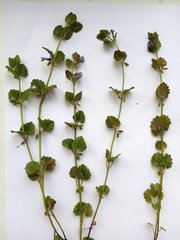 Glechoma hederacea