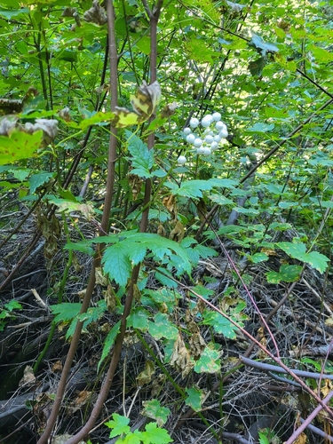 white-fruited red baneberry
