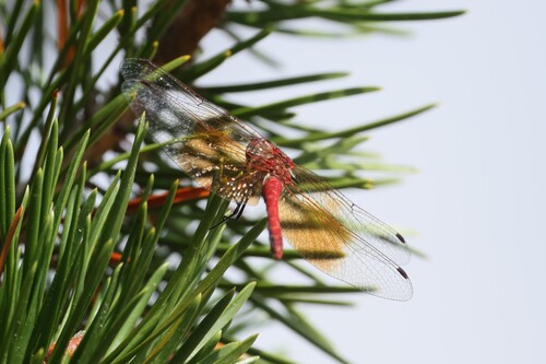 iNaturalist observation photo of Meadowhawks