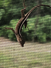 Anolis sagrei