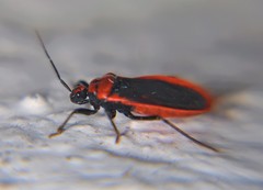 Rhiginia cinctiventris