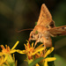 Cotton Bollworm Moth - Photo (c) Сергей Миляхин, some rights reserved (CC BY-NC), uploaded by Сергей Миляхин