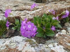 Primula pedemontana