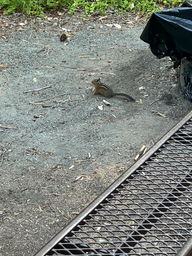 Siskiyou Chipmunk observed by hoboman9900