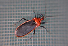 Rhiginia cinctiventris
