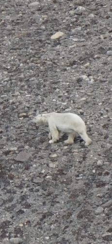 Black Bear sighting near Baffin