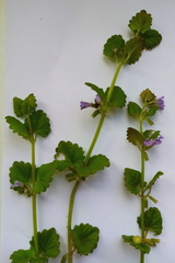 Glechoma hederacea