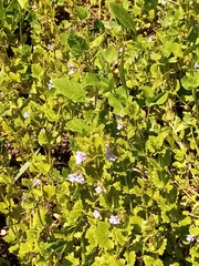 Glechoma hederacea