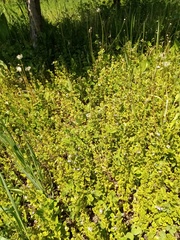 Glechoma hederacea