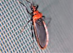 Rhiginia cinctiventris