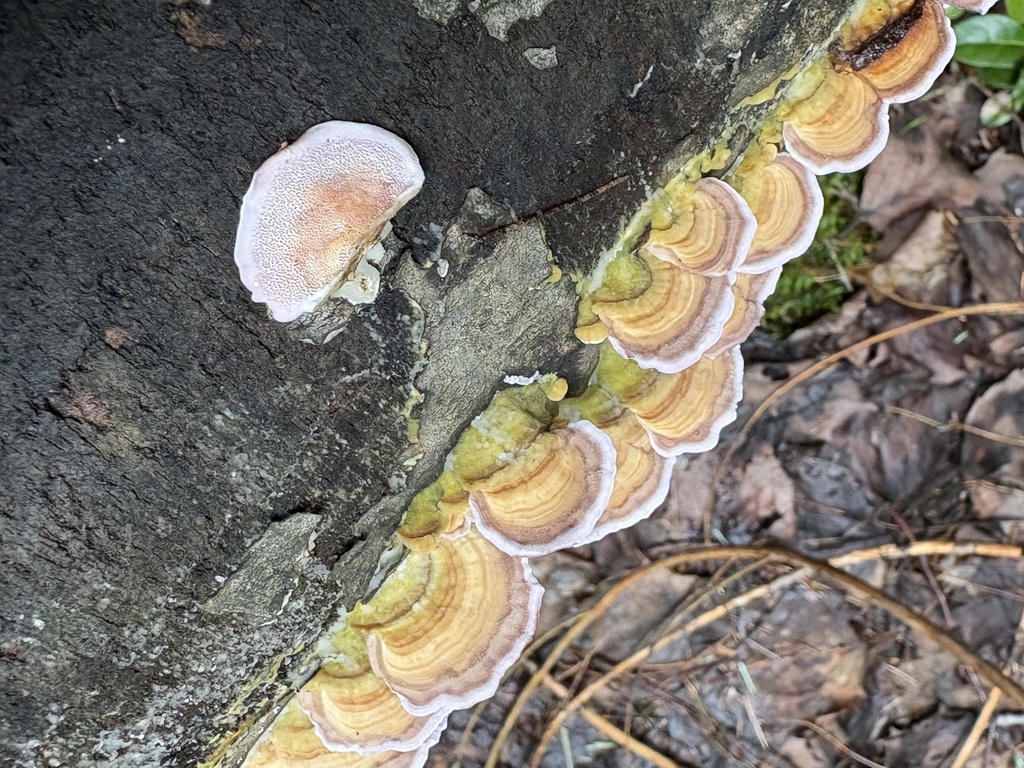 violet-toothed polypore · August 2026 · photo: Photo: (c) kedgehog, some rights reserved (CC BY) · iNaturalist