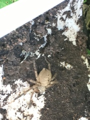 Polybetes rapidus