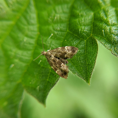 Anthophila fabriciana