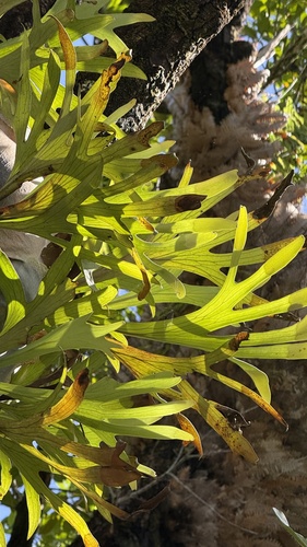 Platycerium hillii, photograph 2