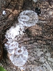 Eulecanium cerasorum