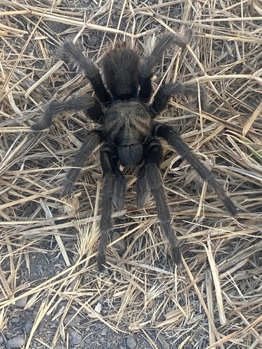 iNaturalist observation photo of California Ebony Tarantula