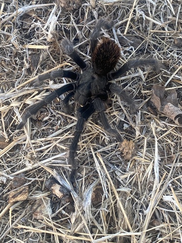 iNaturalist observation photo of Steindachner's Ebony Tarantula